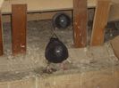 poze azi 06-06-2014 2179