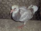poze azi 06-06-2014 2181