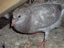poze azi 06-06-2014 2182