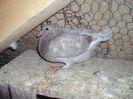 poze azi 06-06-2014 2183