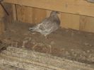 poze azi 06-06-2014 2186