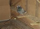 poze azi 06-06-2014 2188