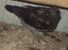 poze azi 06-06-2014 2190