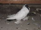 DSCF5568