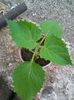 Paulownia