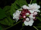 DSCN7428
