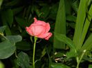 DSCN7439