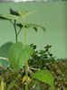 DSCN7471 Physalis Ileanap