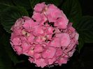 DSCN7494