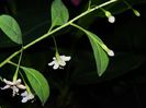 DSCN7500 goji