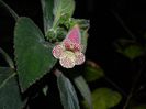 DSCN7554 Kohleria Dani83