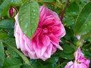 Gertrude Jekyll