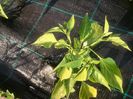 IMG_20140607_193831