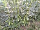 IMG_20140607_193905