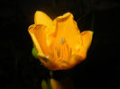 Hemerocallis Stella de Oro (2014, Jun.06)