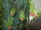 Allium Hair (2014, June 07)
