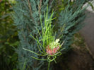 Allium Hair (2014, June 07)