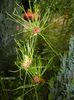 Allium Hair (2014, June 07)