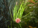 Allium Hair (2014, June 07)