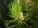 Allium Hair (2014, June 07)