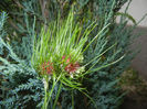 Allium Hair (2014, June 07)