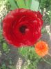ranunculus