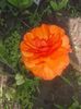 ranunculus