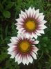 gazania