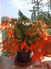 begonia