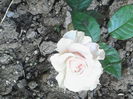 IMG_20140608_083353