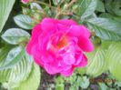 DSCN5336
