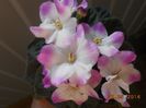 DSCN5343