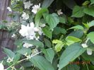 DSCN5287