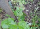 DSCN5310