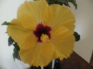 Boreas yelow