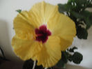 Boreas yelow