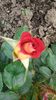 Rosa `Ketchup & Mustard`