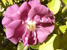Rhapsody in blue