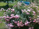 Summerwind