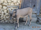 Cezar a crescut