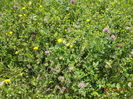 Iarba bogata variata