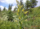 Lumanarica planta medicinala