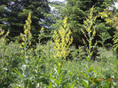 Lumanarica(Verbascum Phlomoides)-1