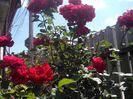 IMG_20140603_113841