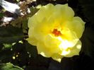 IMG_20140603_113923