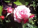 IMG_20140603_114003