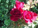 IMG_20140603_114025