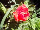 IMG_20140603_114038