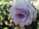 IMG_20140603_114109
