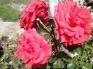 IMG_20140603_114133
